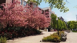 Cherry blossoms on campus in spring