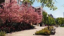 Cherry blossoms on campus in spring Cherry blossoms on campus in spring
